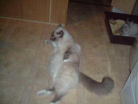 pose.