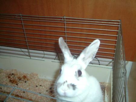 daisy.
