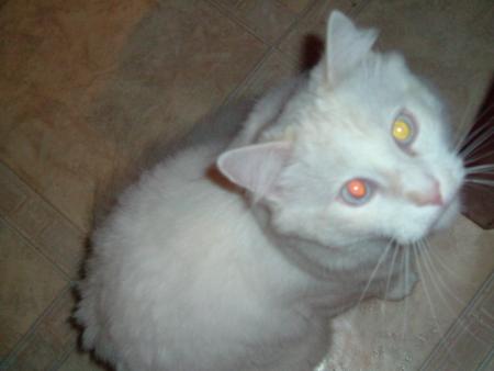 romeo.