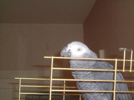 coco